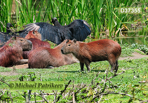 Capybara (Hydrochoerus hydrochaeris)